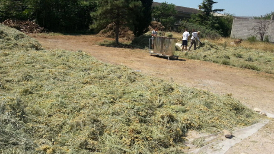 Otkupna cijena smilja 3 KM za kilogram?