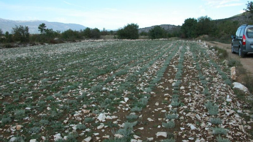 Kako do novčanih potpora za uzgoj smilja?