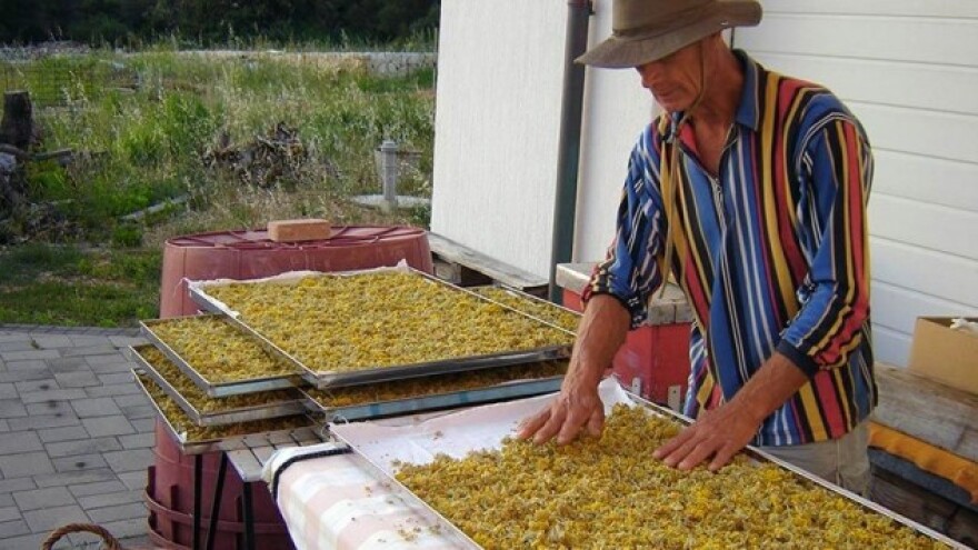 Posjeta i predavanje stručnjaka s Korzike o smilju