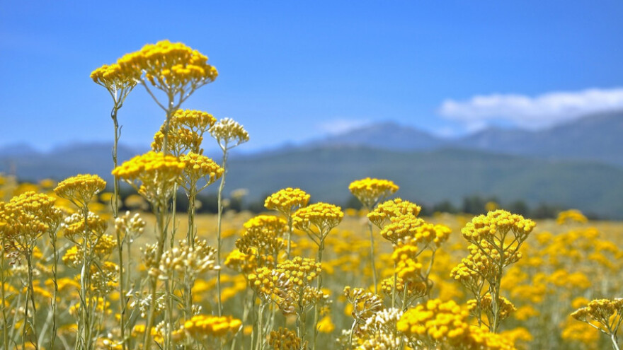 Čitlučka destilerija otkupila svo ponuđeno smilje