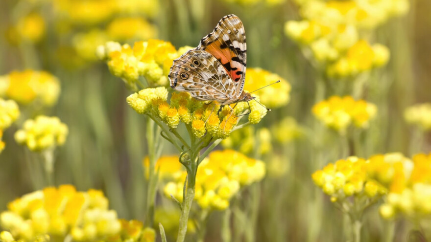 Novčane potpore za proizvođače smilja