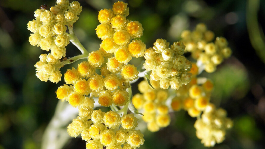 Neobrano 30 posto uroda smilja?