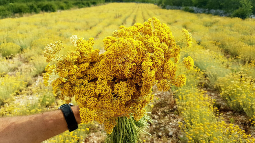 Mali smiljari srušili cijenu smilja?