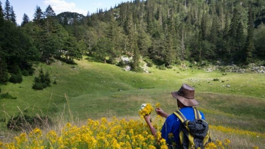 U nas se žičane ograde dižu oko - smilja!