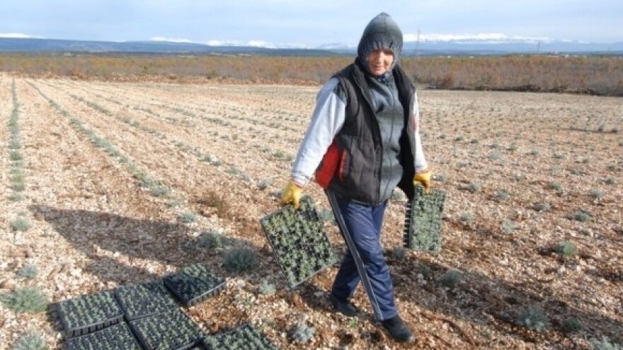 Trojica berača ukrala tonu smilja!