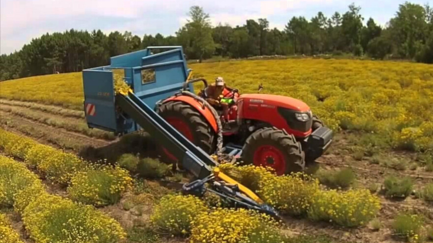 Smilje skuplje i od zlata - slijedi pad cijena?