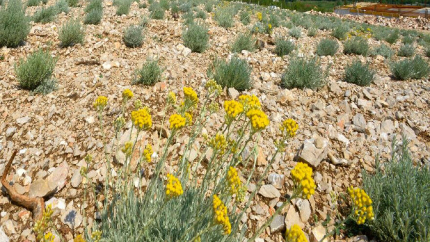 Smiljari: Cijena ne smije pasti ispod 3 KM