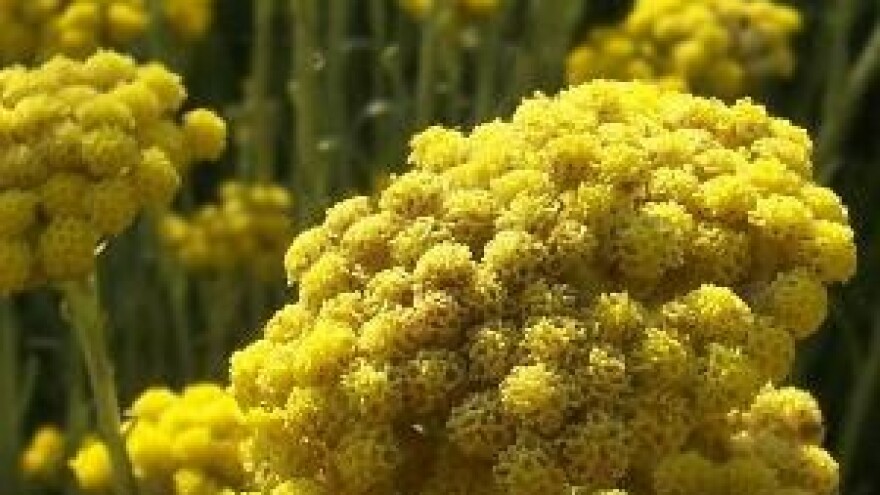 I ekološki poljoprivrednici združeni u Klasteru