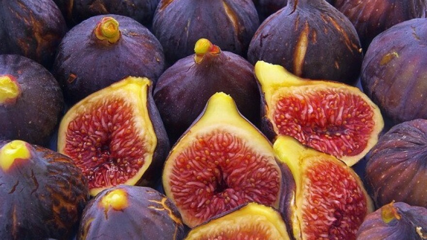 7. Festival smokava u Zadru