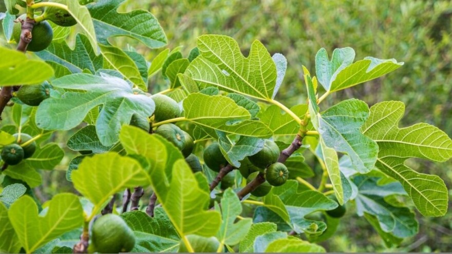 Za obilne prinose smokve obezbjedite joj dovoljne količine vode