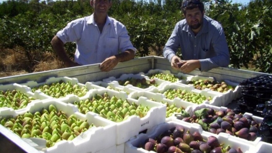 Odgođena berba turske smokve