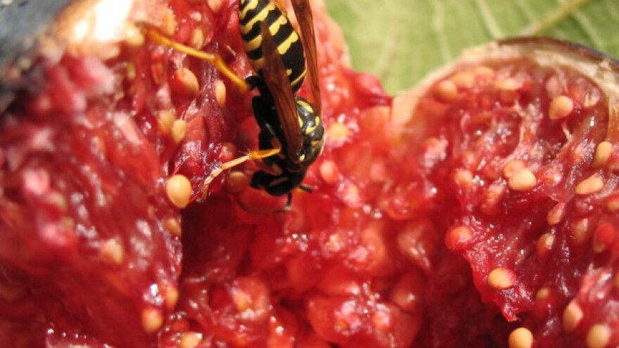 U svakoj smokvi je jedna razgrađena osa!