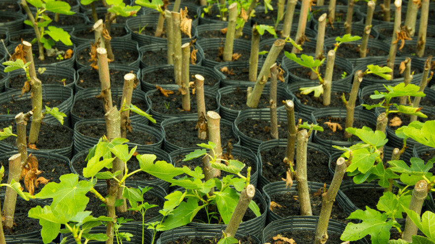 Kraj vegetacije - idealan za uzimanje zrelih reznica pojedinih voćnih kultura