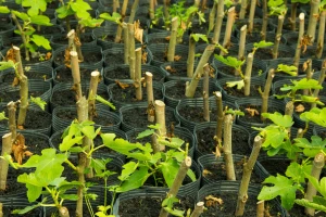 Kraj vegetacije - idealan za uzimanje zrelih reznica pojedinih voćnih kultura