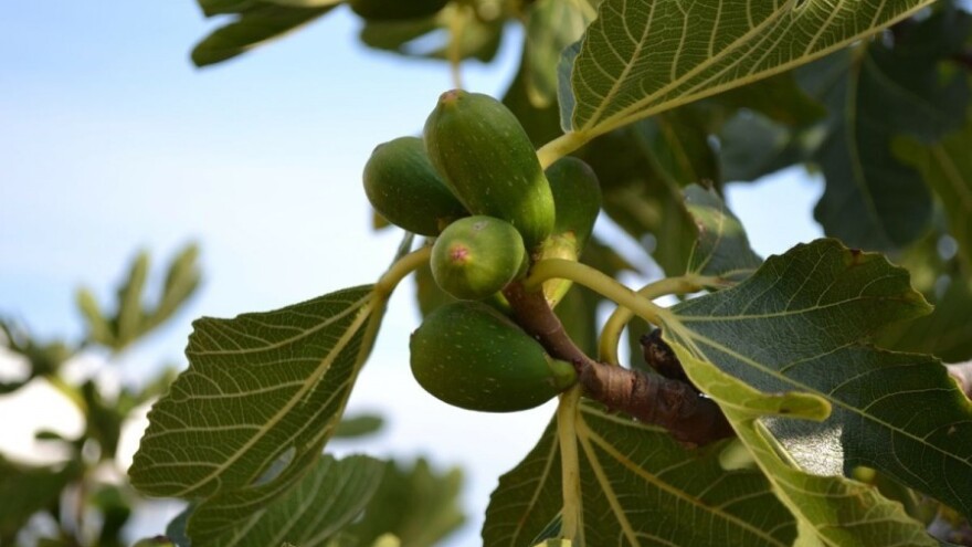 Gotovo milijun kuna za nasade voća i mehanizaciju