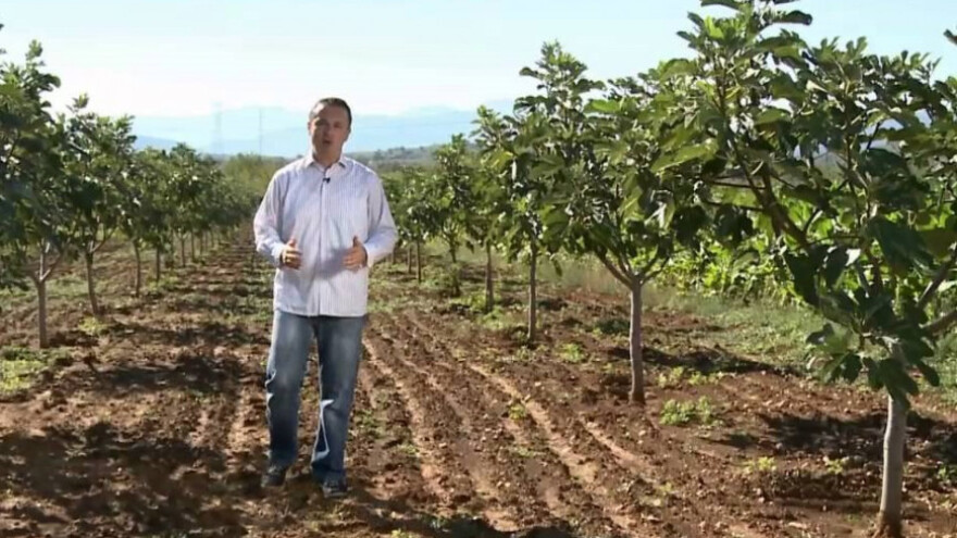 Najveći izvoznik smokve u Turskoj