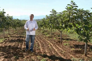Najveći izvoznik smokve u Turskoj
