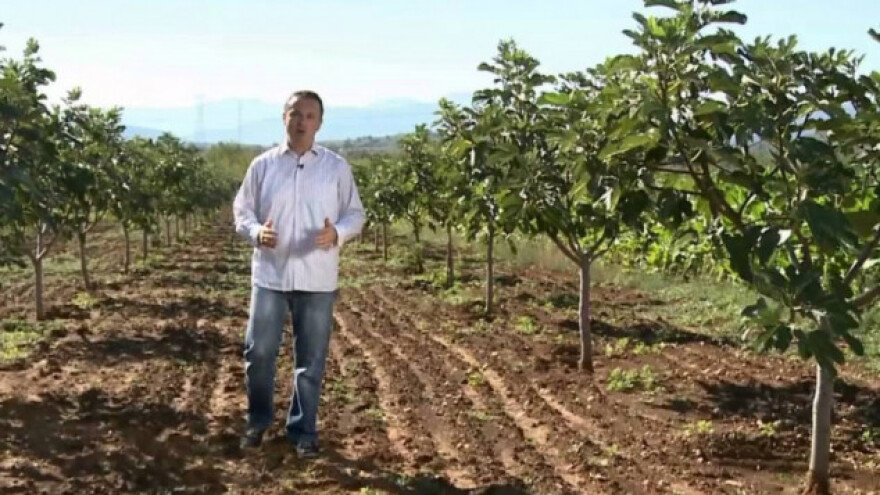 Najveći izvoznik smokve u Turskoj