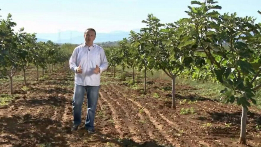 Najveći izvoznik smokve u Turskoj