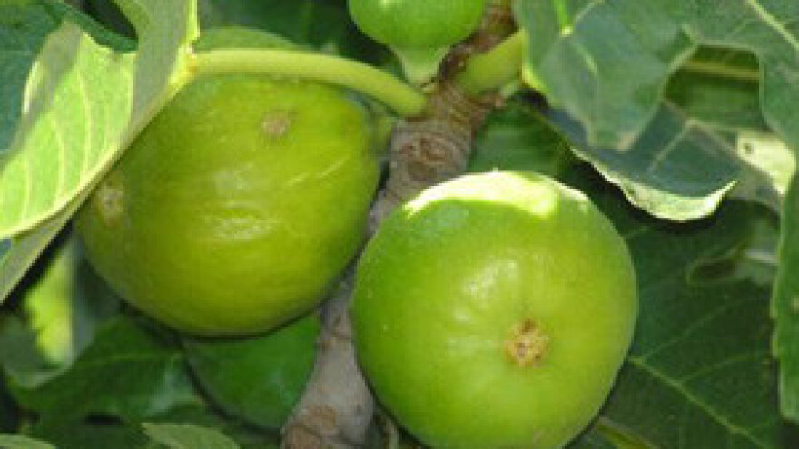 Proizvodi hrvatskog sela