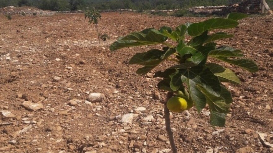 Smokva Petrovača bijela zahvalna je sorta, OPG Kardum uspješno proizvodi i suhe smokve