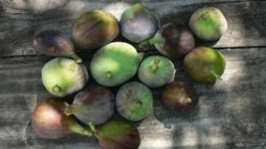 Fešta smokve i smokvenjaka