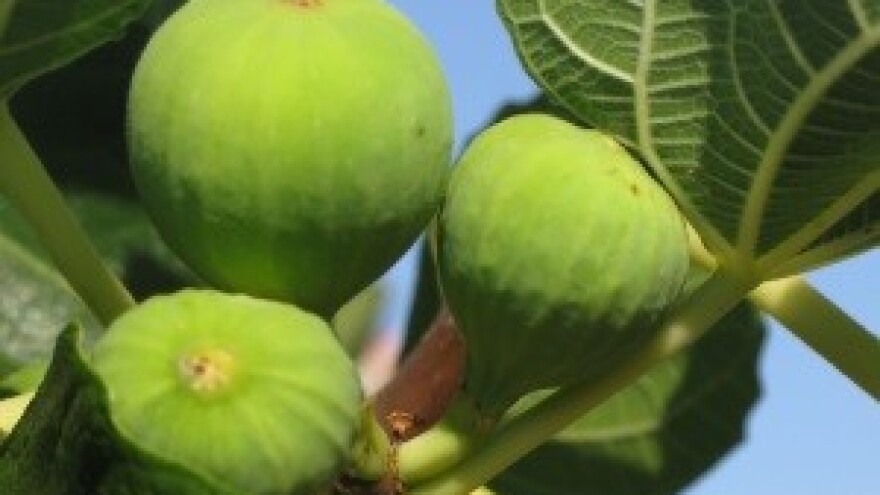 Festival smokava u Zadru