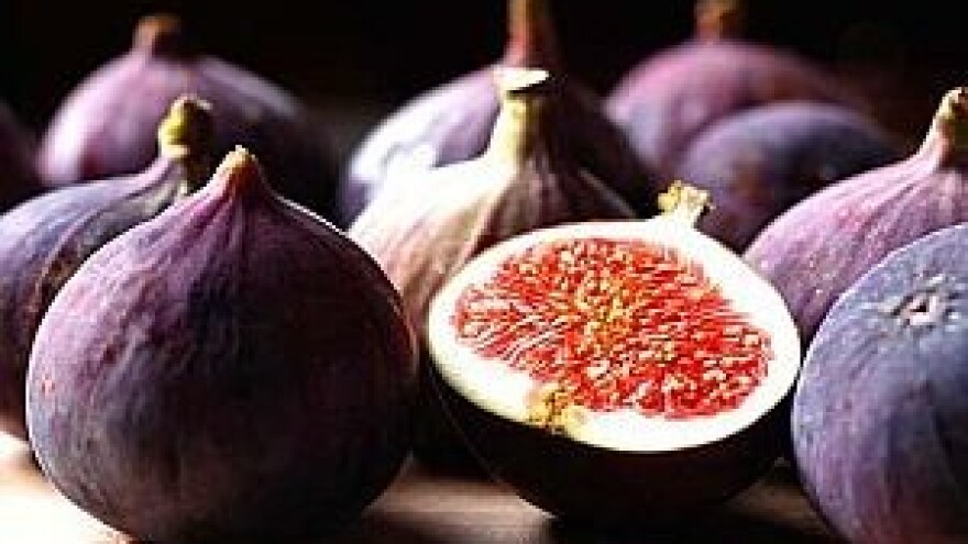 Berba smokve u punom je jeku