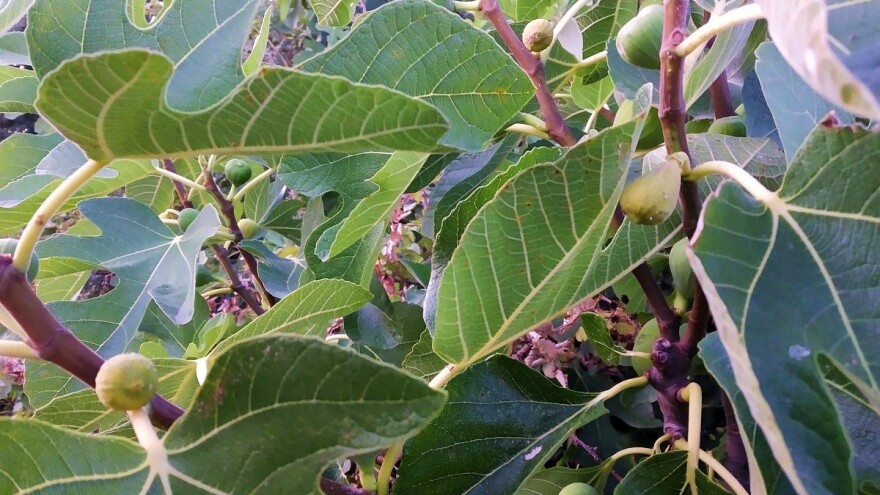 Nezapamćeno u smokvicima: Stabla bez roda ili krcata pa odbacuju zakržljale plodove