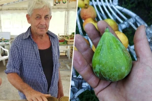 Plaćali skupe uvozne smokve, a kod nas rode obilno i lako?!