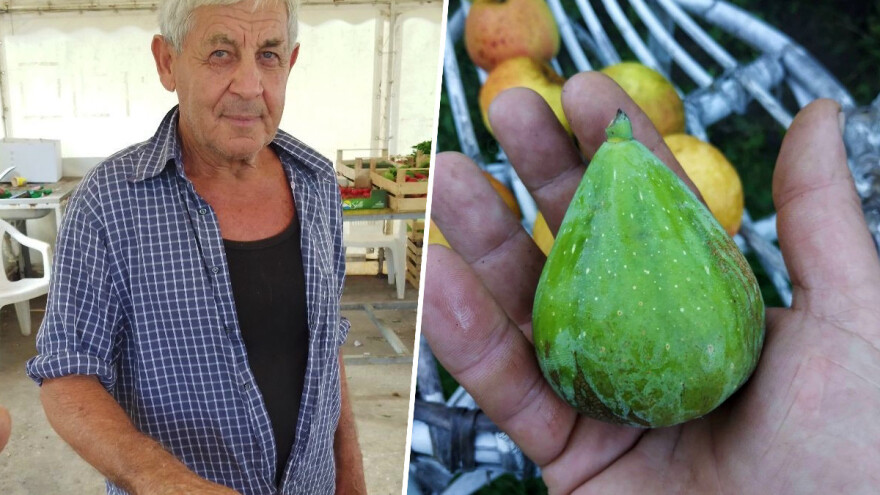 Plaćali skupe uvozne smokve, a kod nas rode obilno i lako?!