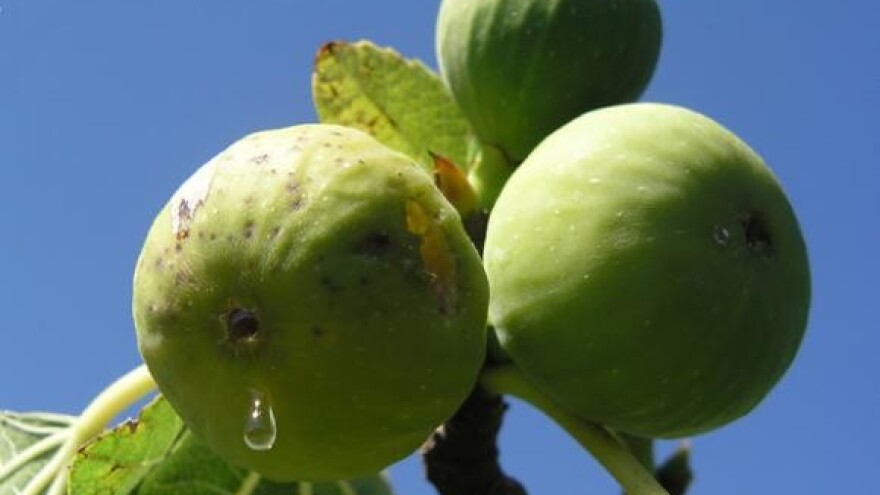 Tribunjske smokve jest će se u Teksasu