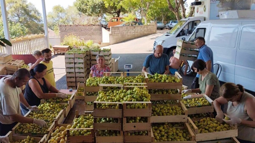 Kod Hivze smokve savile od roda: "Prodam za 4 KM, nakupci zacijene duplo"