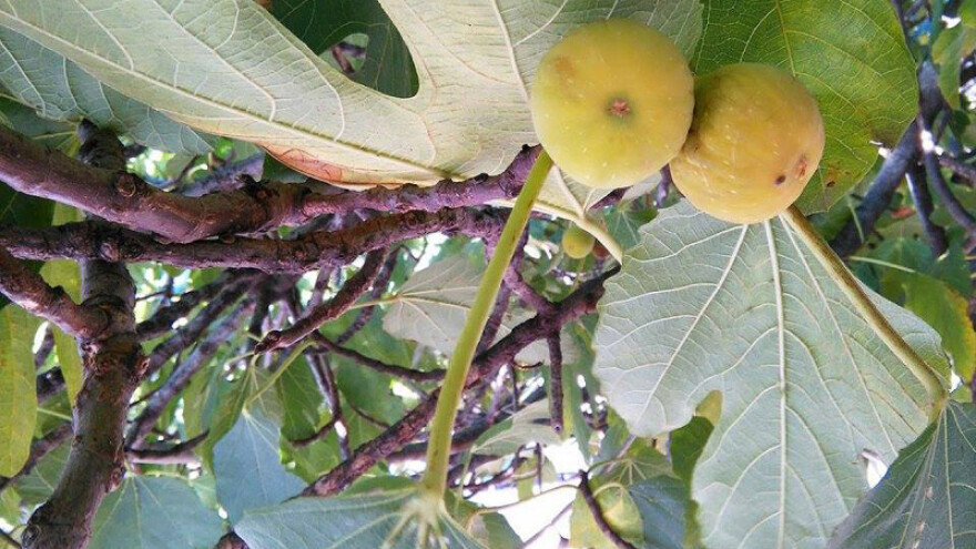 Smokva - neiskorišteni resurs rajskog voća