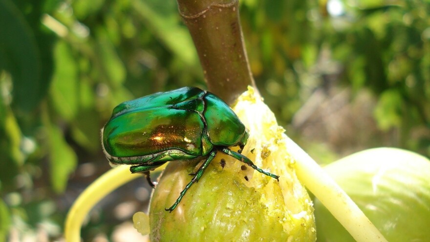 Kako zaustaviti najezdu zlatnih mara na plodove smokava?