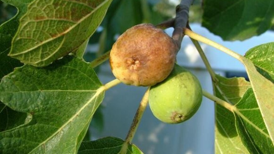 Pripremljen prvi teren za ekološku sadnju smokava u dolini Neretve