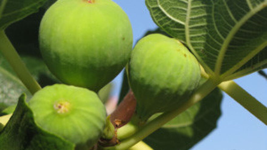 Na vidjelo izašle štete od leda