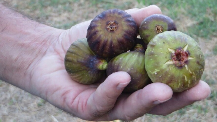 Opatijac podigao najveći smokvik u Istri