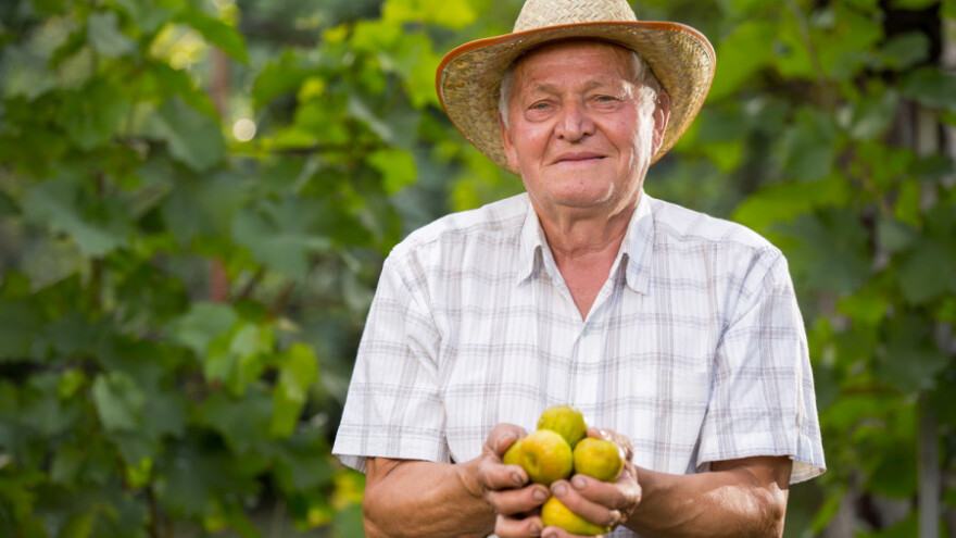 612 tisuća kuna za podizanje nasada smokve