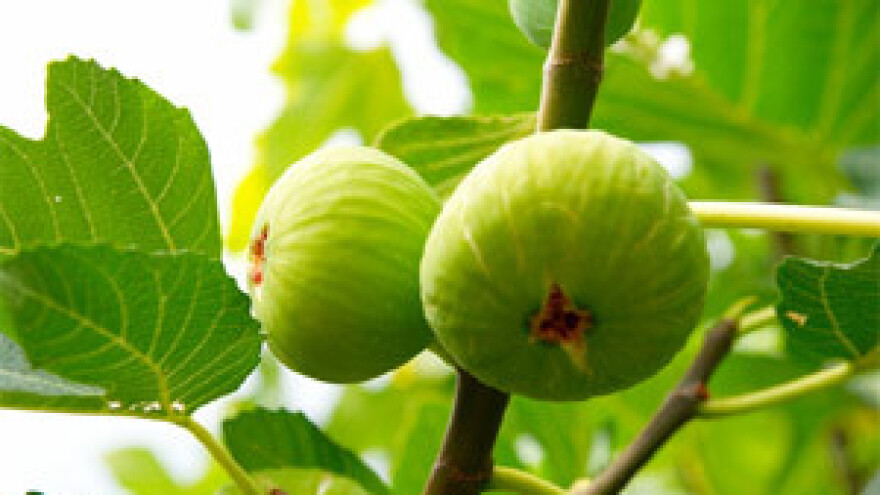 Dalmatinska eko fešta