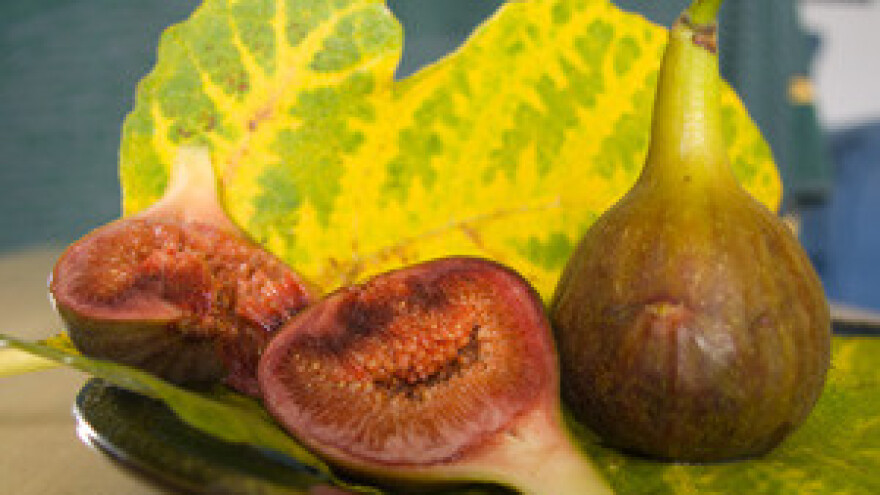 Ekološko obiteljsko gospodarstvo "Katičić"