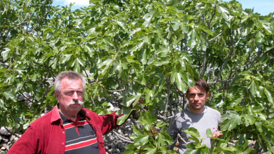 Neopravdano zanemarena, vraća se na velika vrata
