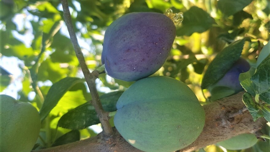 Preporuke stručnjaka: Obavite što pre tretman protiv smotavca