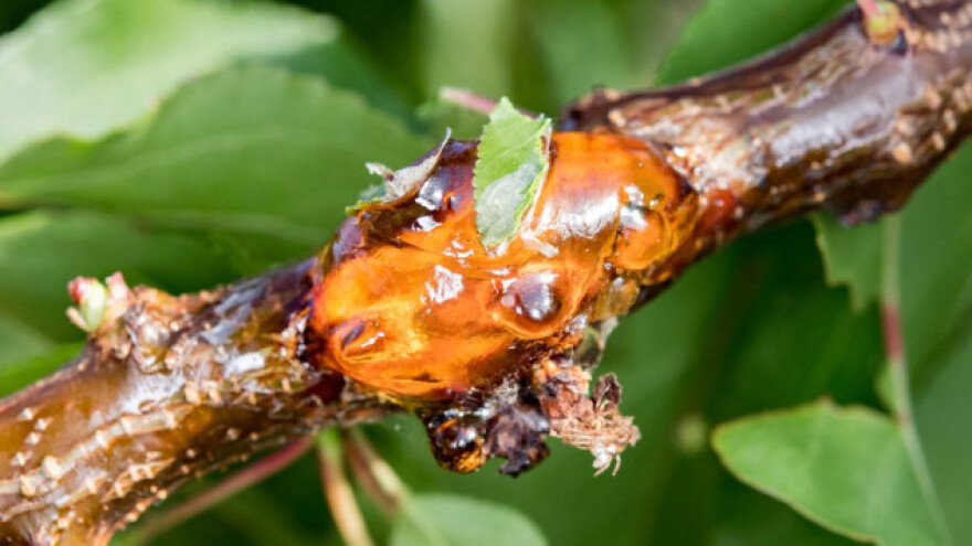 Zašto se javlja smolotočenje voćnih stabala?
