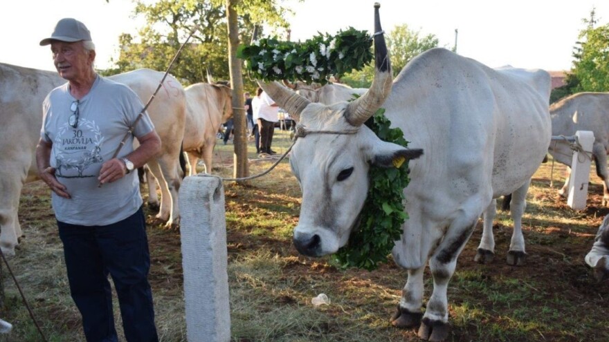 Zaštita boškarina: Na 30. Jakovljima oboren rekord, vol Sarožin teži 1.303 kg