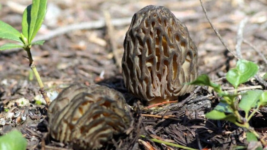 Na zgarištu traže gljive