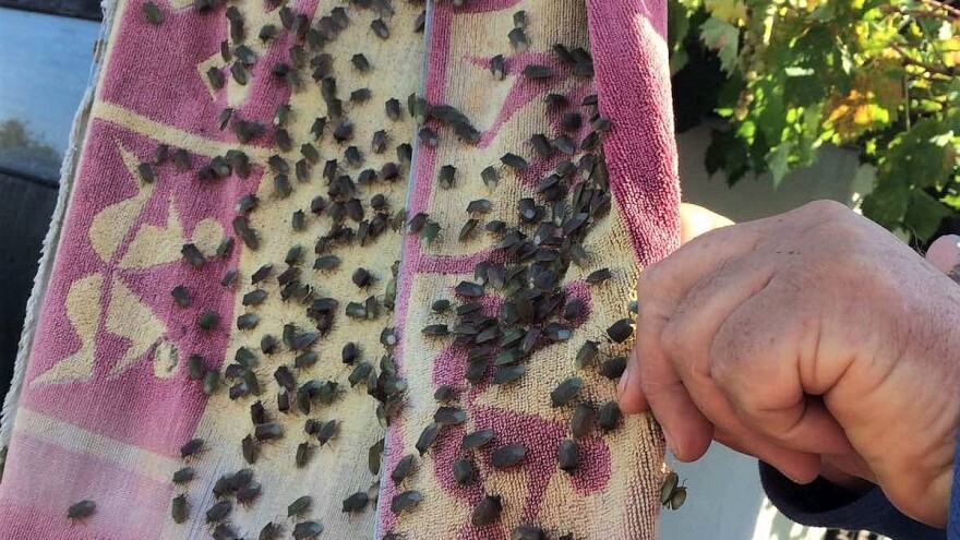 Kako se jeftino i sigurno otarasiti smrdibuba?