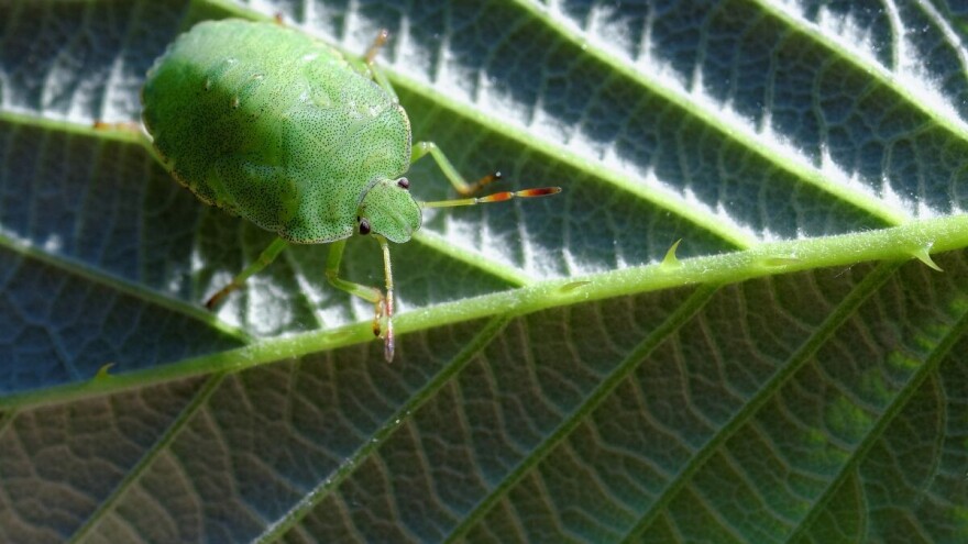Od četvrtka sunčano - opasnost od zelene i braon mramoraste stenice