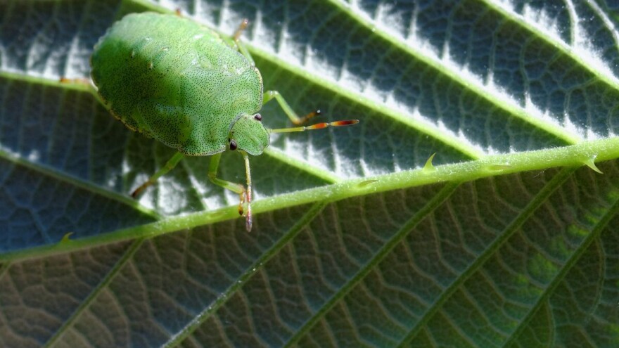Koliko je opasno prisustvo stenice u zasadima gajenih biljaka