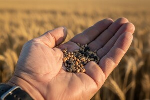 Smrdljiva snijet pokvarila dojam dobre žetve